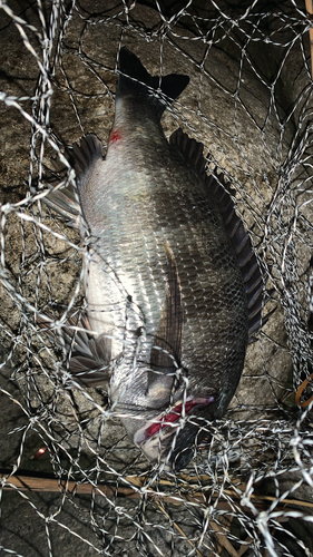 チヌの釣果