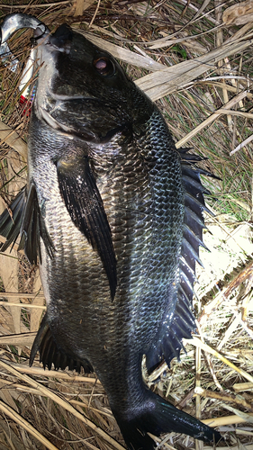 チヌの釣果