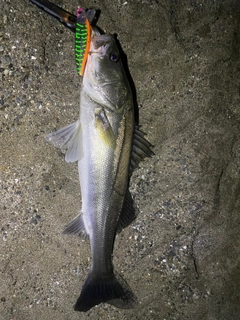 シーバスの釣果