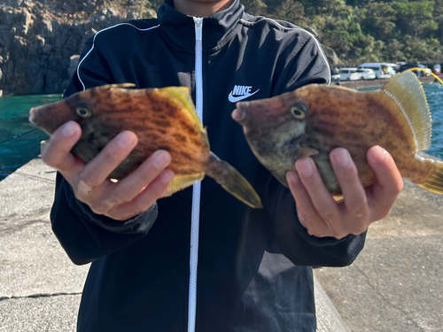 カワハギの釣果