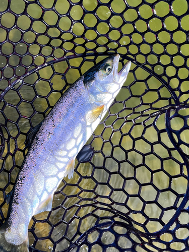 ニジマスの釣果