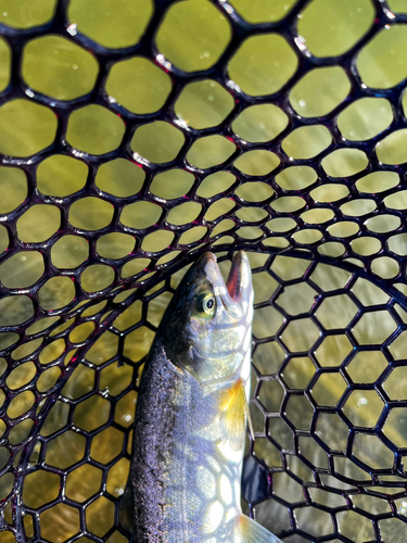 ニジマスの釣果