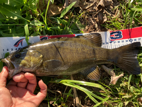 スモールマウスバスの釣果