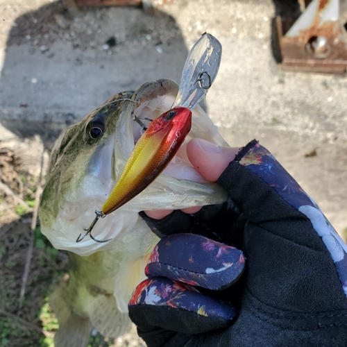 ブラックバスの釣果