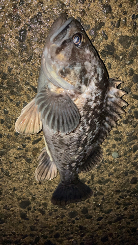 クロソイの釣果