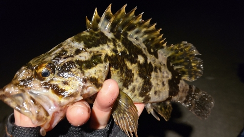 ベッコウゾイの釣果