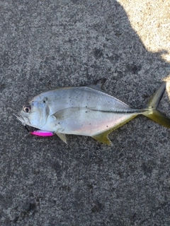 メッキの釣果