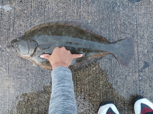 ヒラメの釣果