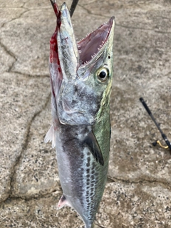 サゴシの釣果