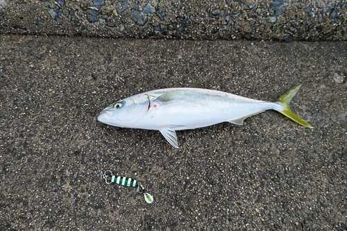 ハマチの釣果