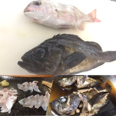 チャリコの釣果