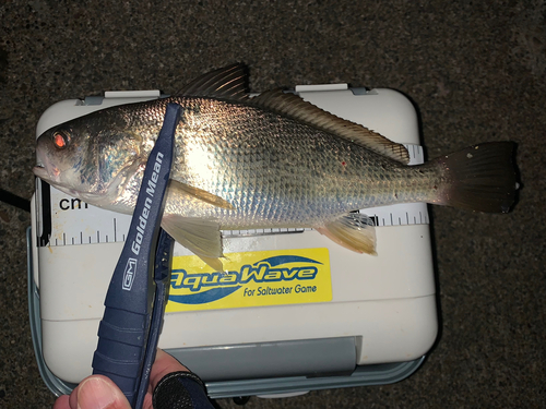 イシモチの釣果