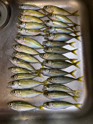 アジの釣果