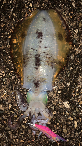 アオリイカの釣果