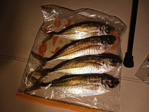 アジの釣果