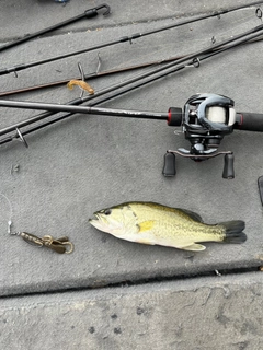 ラージマウスバスの釣果