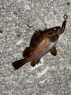 エゾメバルの釣果