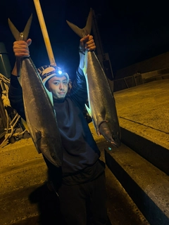 ブリの釣果