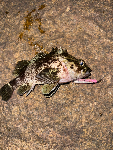 ムラソイの釣果