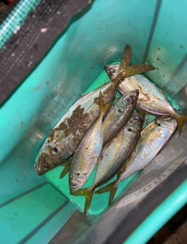 マアジの釣果