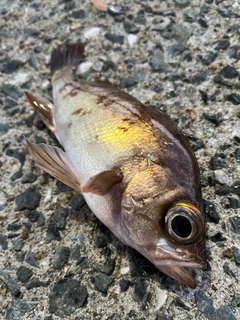 メバルの釣果