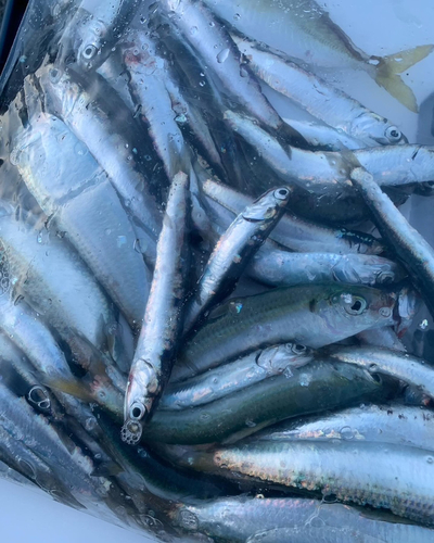 カタクチイワシの釣果