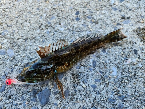 アナハゼの釣果