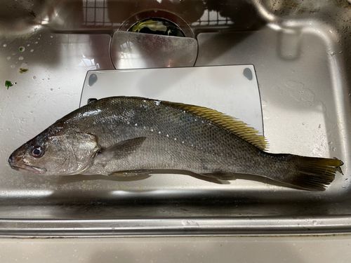 オオニベの釣果