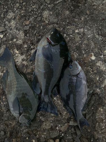 クチブトグレの釣果