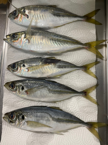 アジの釣果