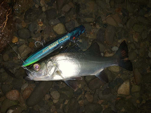 セイゴ（マルスズキ）の釣果