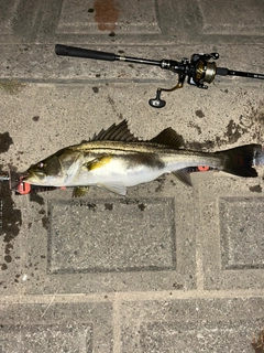 シーバスの釣果