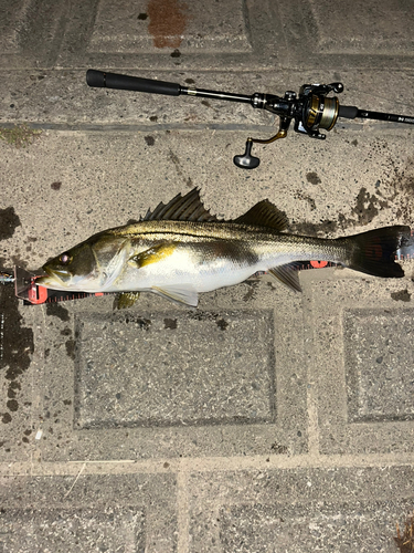 シーバスの釣果