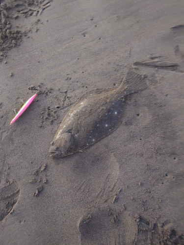 ソゲの釣果