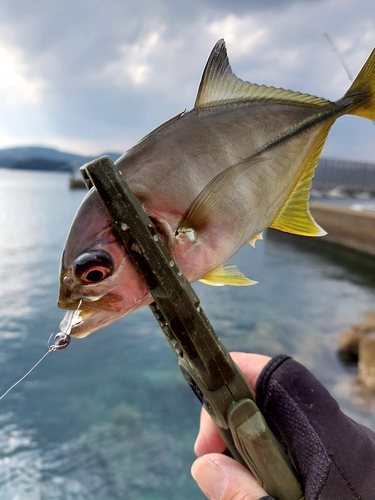 メッキの釣果