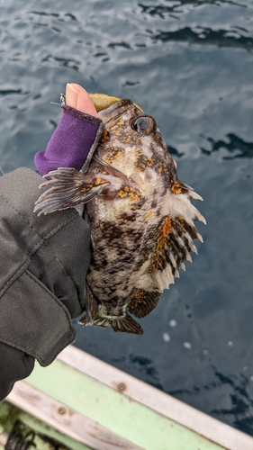 オウゴンムラソイの釣果