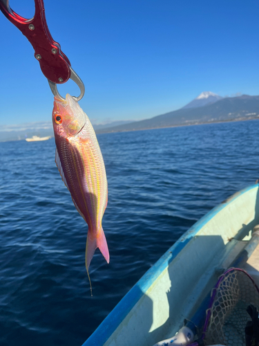 イトヨリダイの釣果