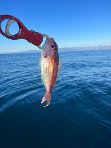 イトヨリダイの釣果