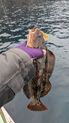 アイナメの釣果