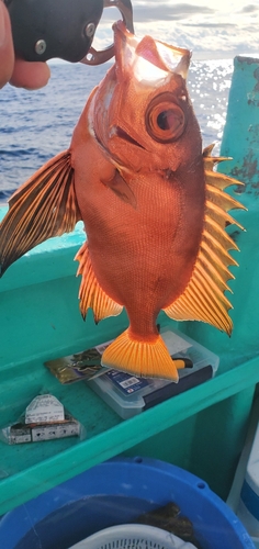 チカメキントキの釣果