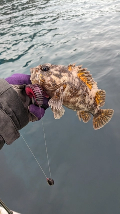 オウゴンムラソイの釣果