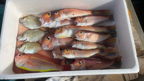 アマダイの釣果