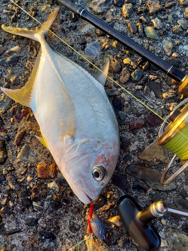 メッキの釣果