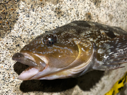 アイナメの釣果