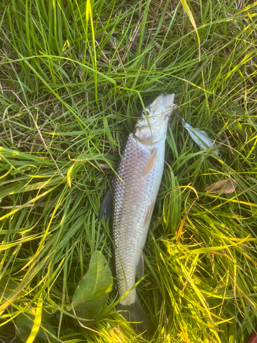 ニゴイの釣果