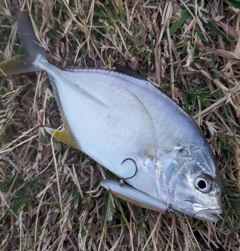 メッキの釣果