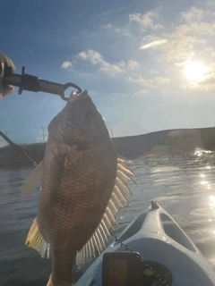 キビレの釣果