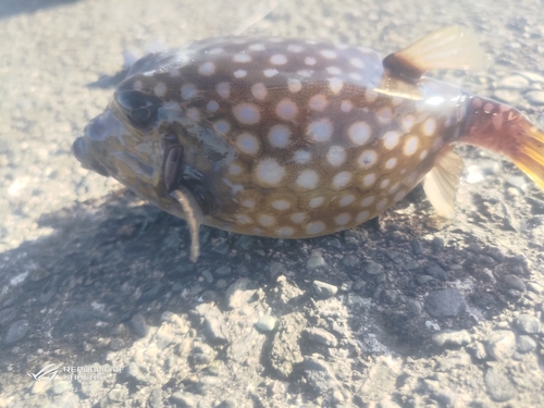 ハコフグの釣果