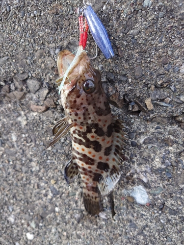 チャイロマルハタの釣果