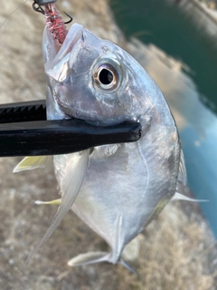 メッキの釣果